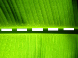 "Banana Leaf + Sun 1" by ThreeHeadedMonkey is licensed under CC BY 2.0 / LauwCost "route en feuille" - nov 2021